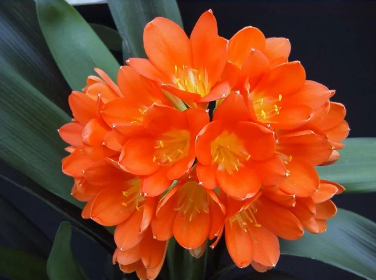 Clivia miniata fiori