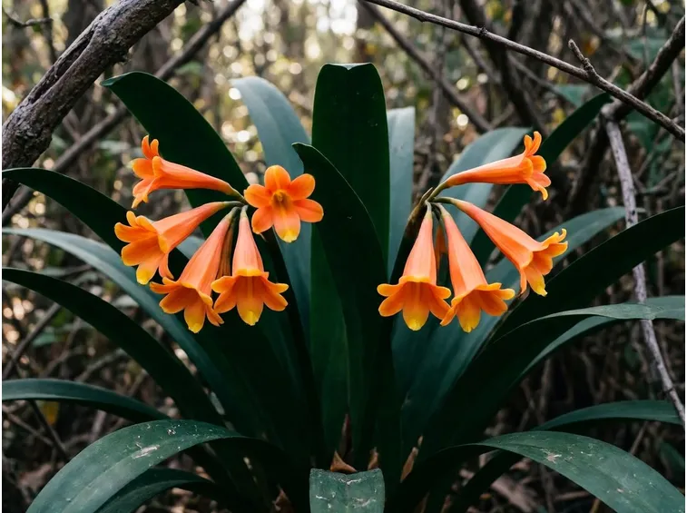 Clivia nobilis