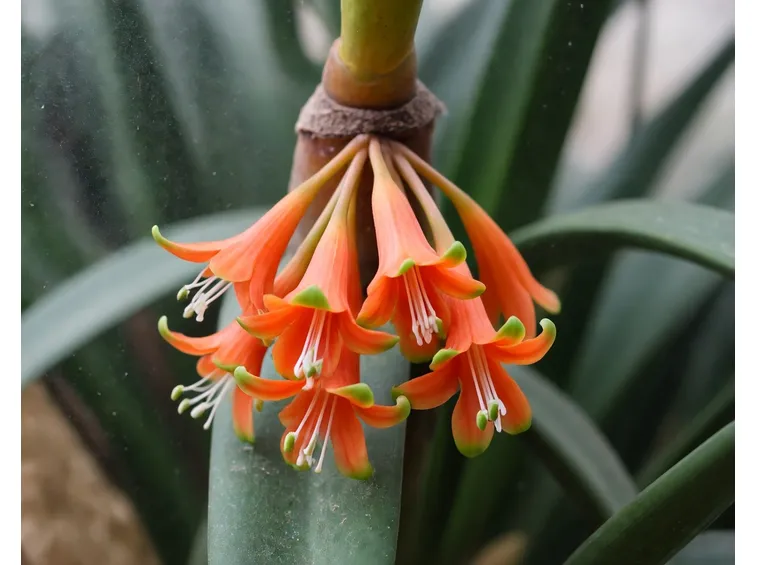 Clivia caulescens