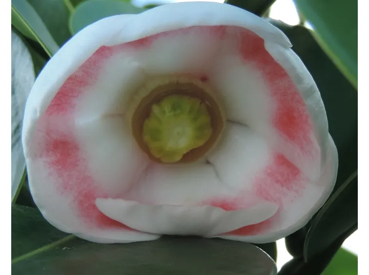 fiore Clausia