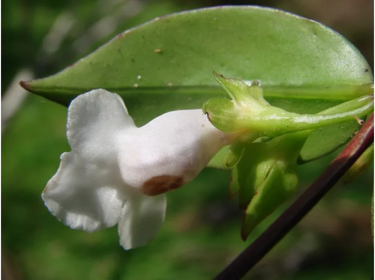 codonanthe