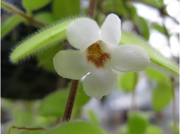 codonanthe