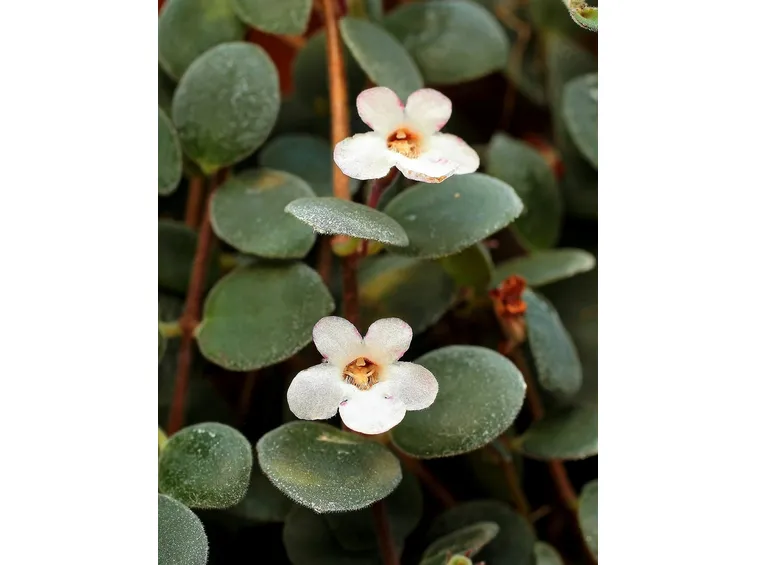 codonanthe pianta