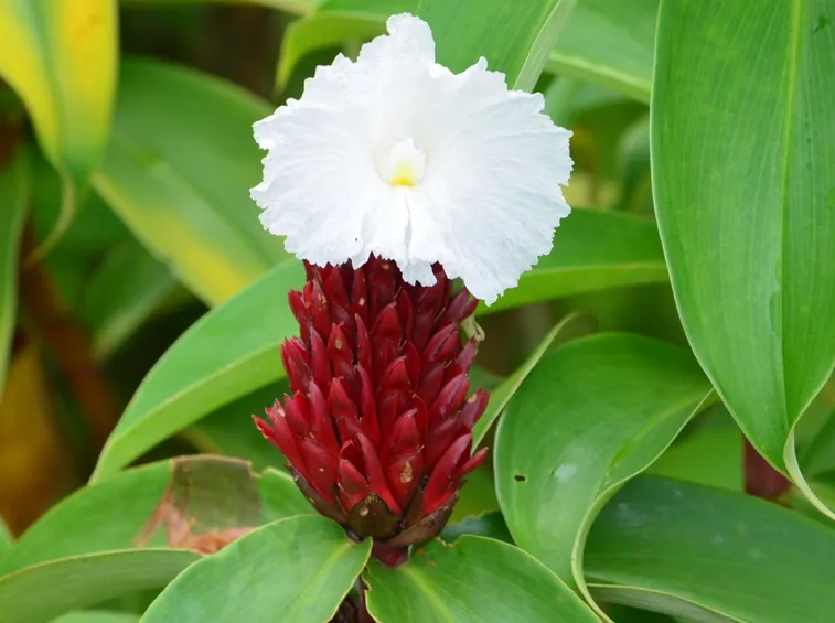 costus