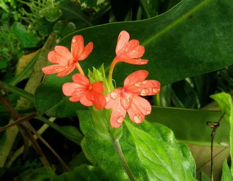 Crossandra nilotica