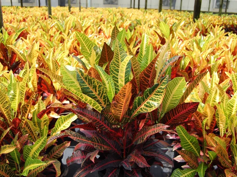 foglie croton