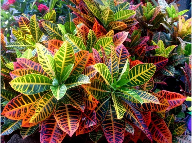 croton