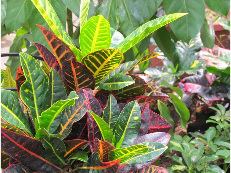 codiaeum variegatum