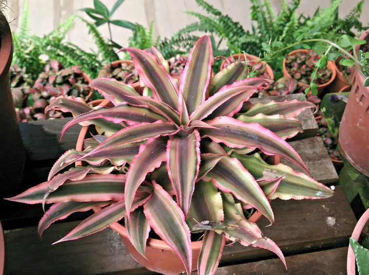 Cryptanthus