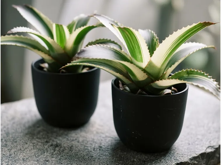 piante Cryptanthus