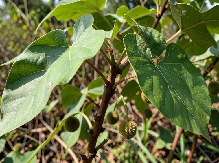 Dalechampia