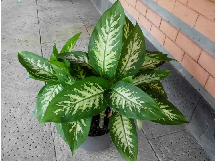 Dieffenbachia amoena