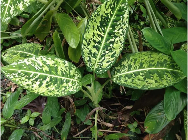 Dieffenbachia maculata