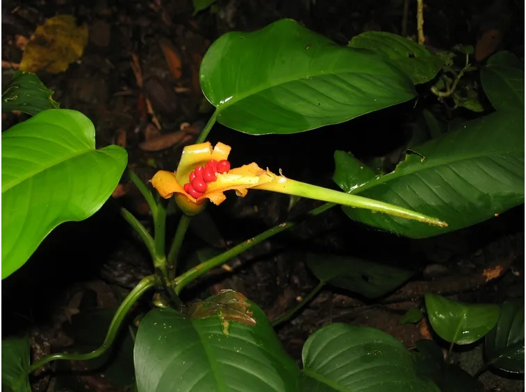 Dieffenbachia seguine