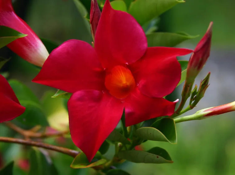 Mandevilla splendens