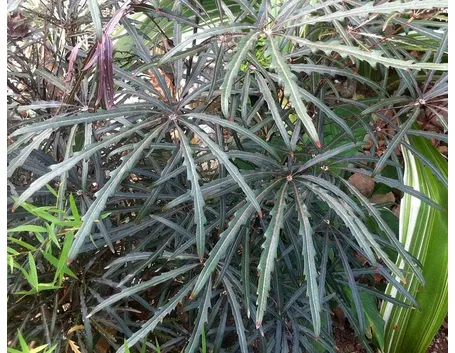Dizygotheca elegantissima
