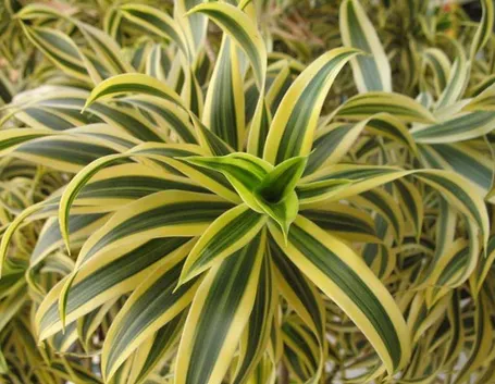 Dracaena 