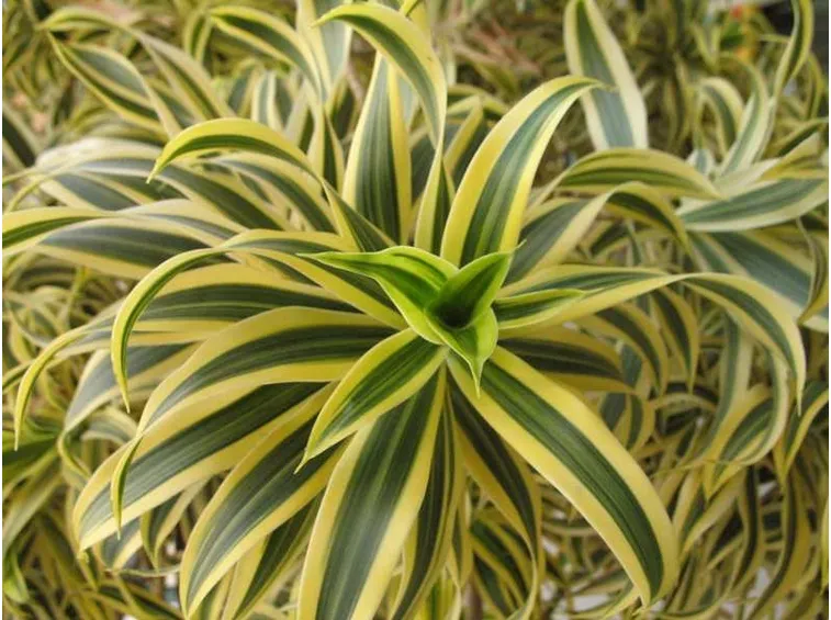 Dracaena