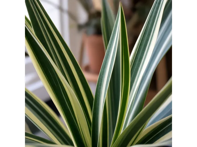 pianta Dracaena