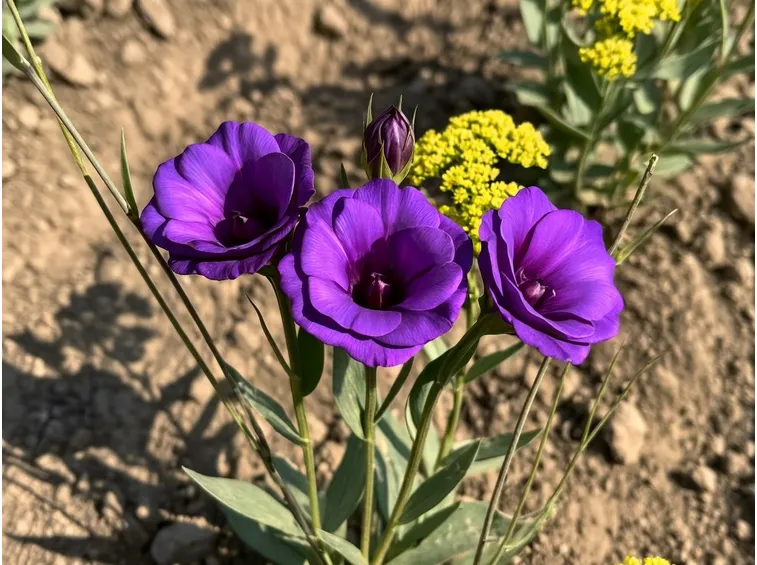 eustoma fiore