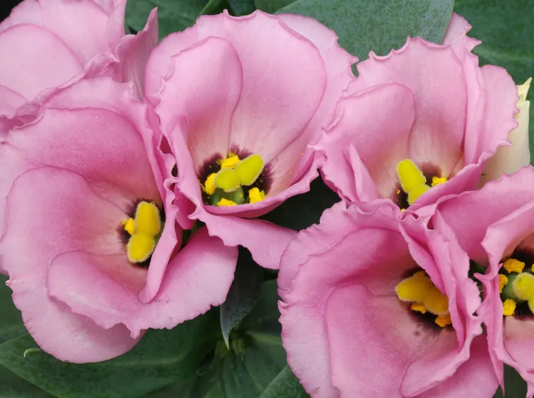eustoma
