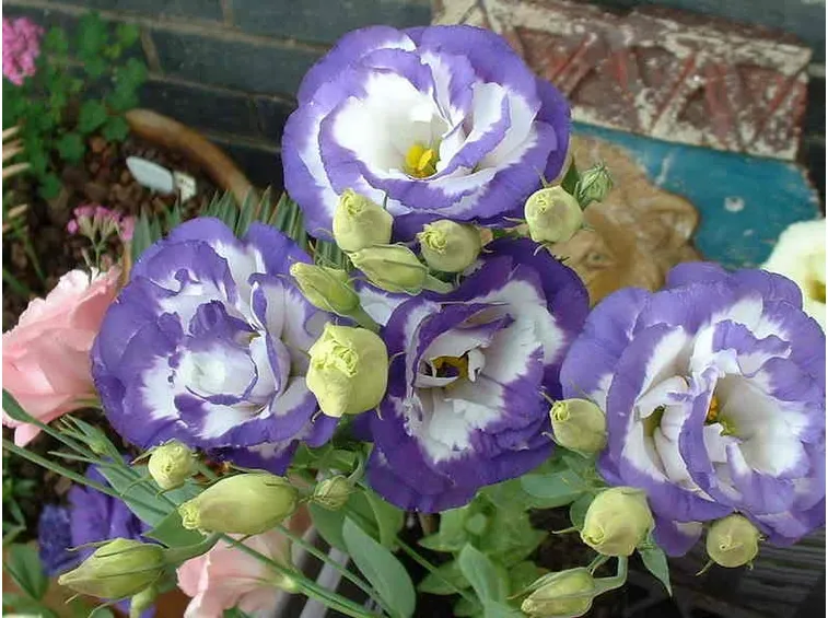 Eustoma grandiflorum