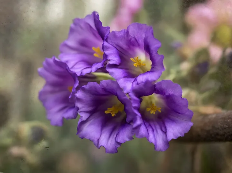 fiori Esutoma