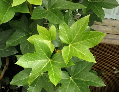 fatshedera lizei