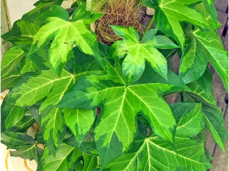 falsa edera