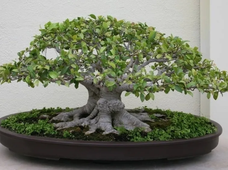 microcarpa