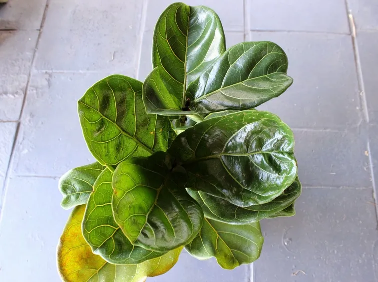 ficus