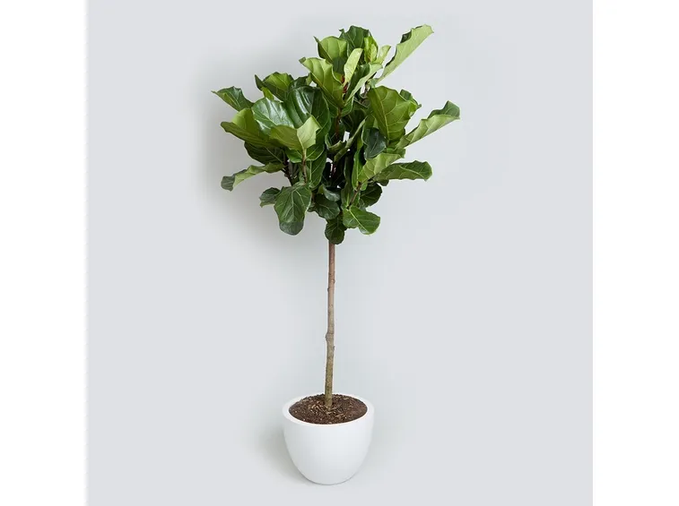 ficus