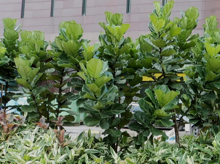 ficus