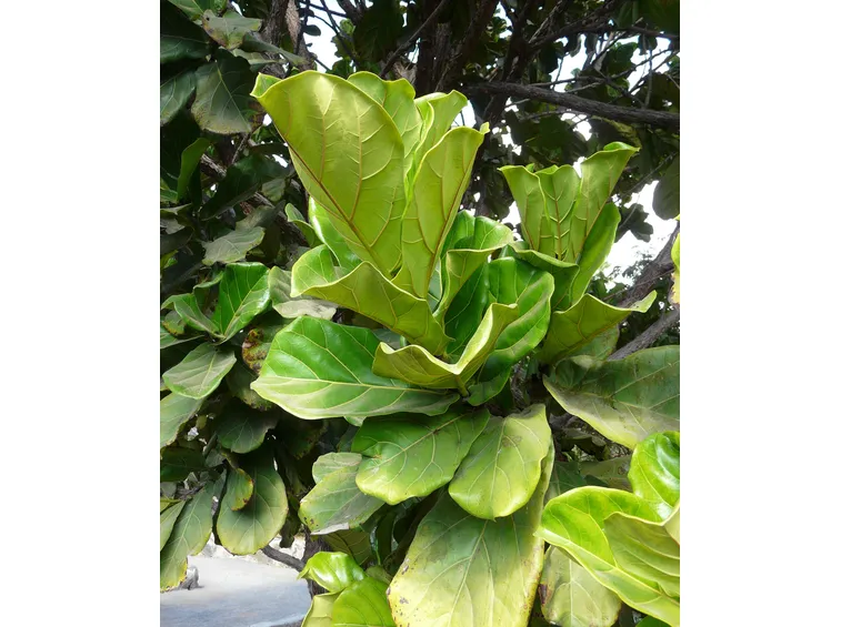 ficus lyrata