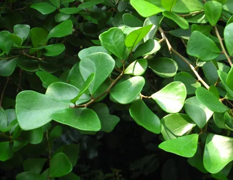 foglie ficus