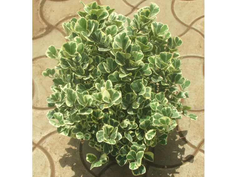 ficus triangularis
