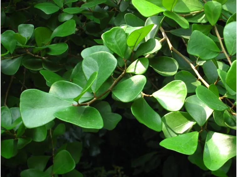 foglie ficus