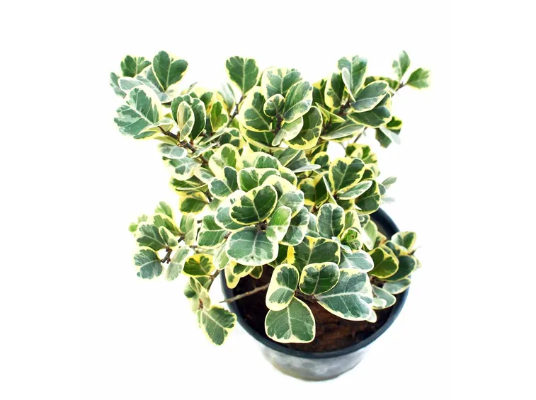 ficus