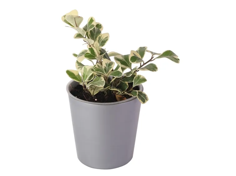 ficus