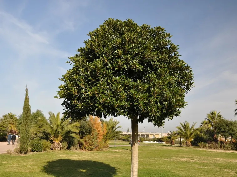 ficus