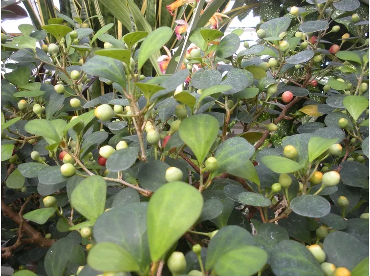 pianta ficus deltoidea