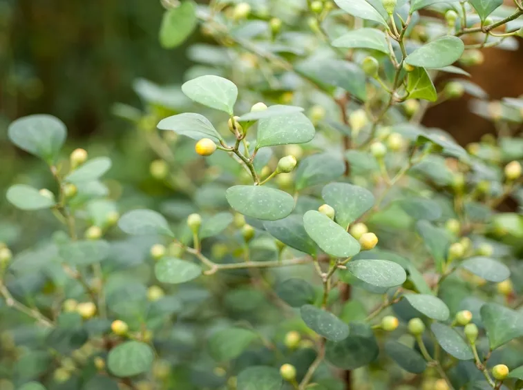 ficus deltoidea pianta