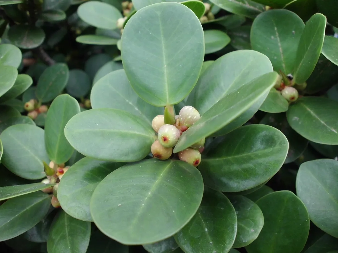 Ficus deltoidea