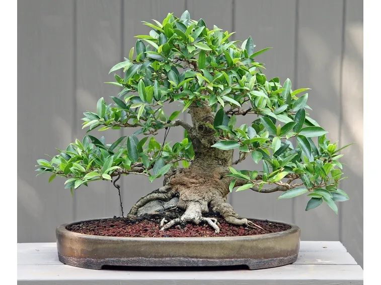 bonsai di ficus