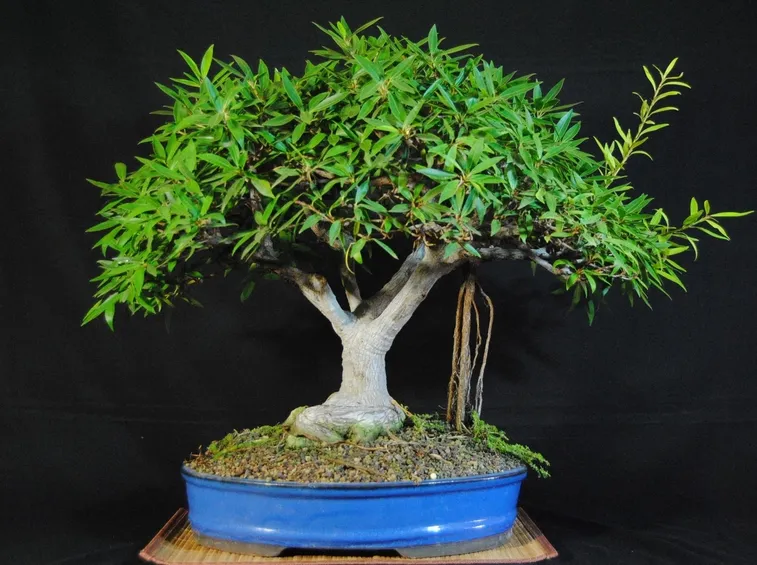 bonsai di ficus