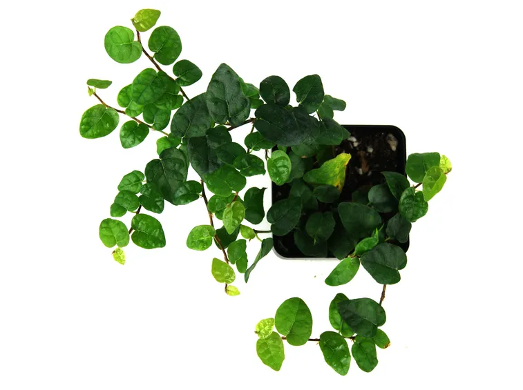 ficus