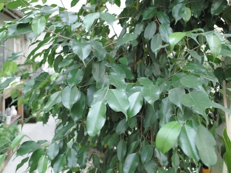 Ficus Benjamina