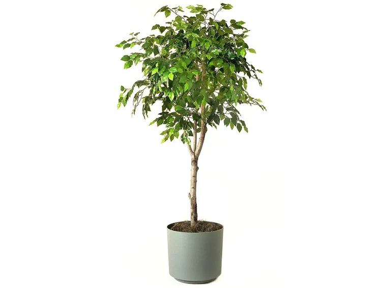 pianta Ficus Benjamina