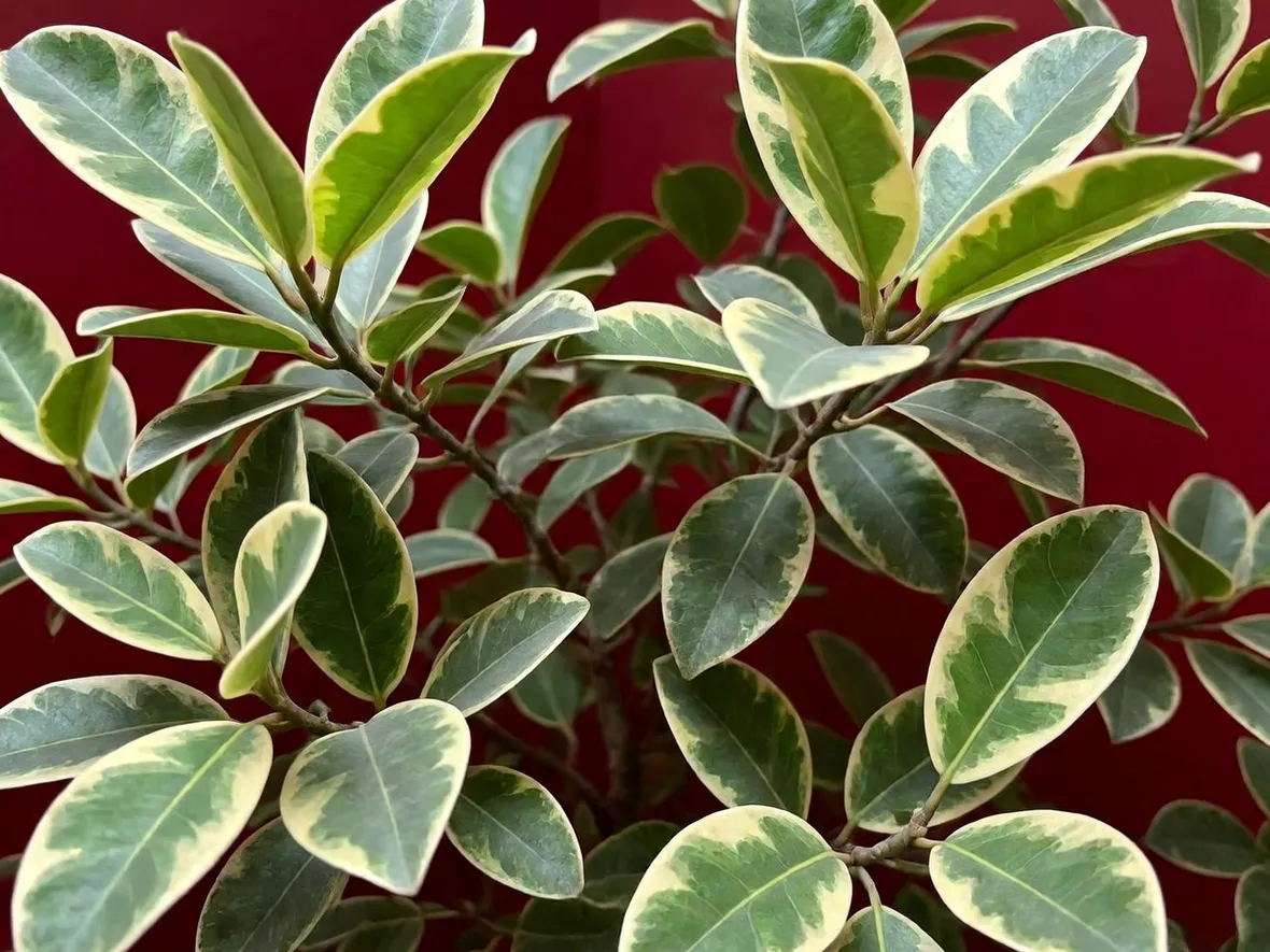 Ficus Benjamina