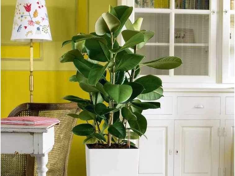 ficus elastica in vaso